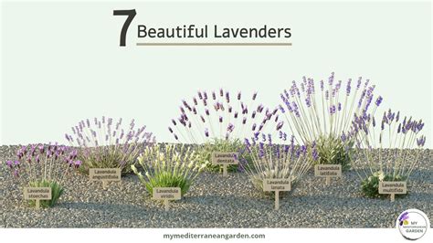 7 types of Lavender for your dry garden