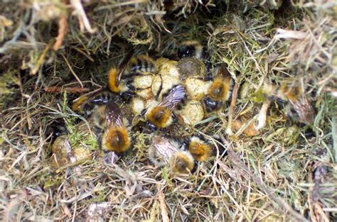 Ground & Wood Nesting Bees: Learn to Identify Common Species