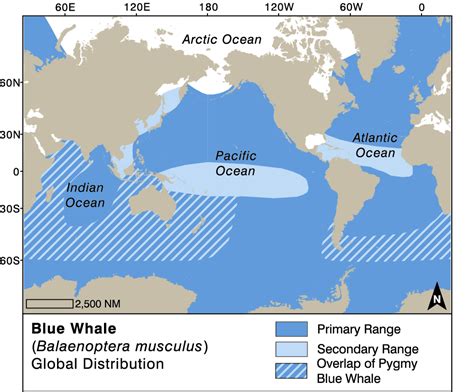 Rorqual bleu | Whale Watching Handbook (fr)