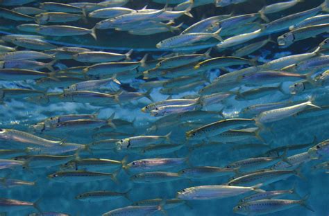 sardines | Sardines in school | Schooling Pacific sardine (Sardinops ...