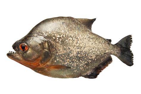 Piranha Facts | Where Do Piranhas Live | DK Find Out