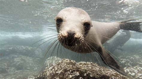 Divers Capture Gorgeous Footage of Galápagos Sea Lions in Their Natural ...