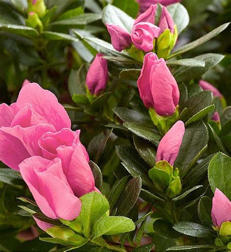 Azalea Bonsai | 1800Flowers.com - 18201