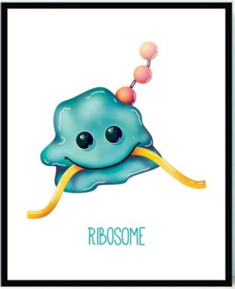 Ribosome | Biology art, Biology classroom, Biology humor