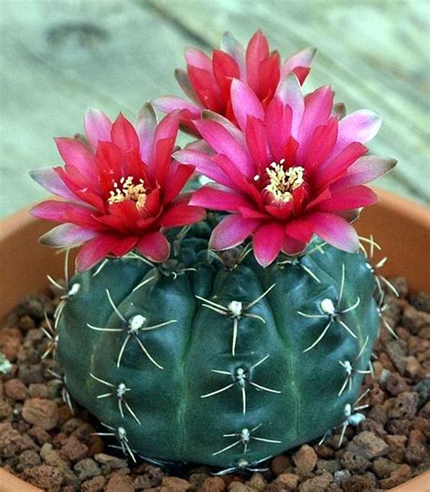 10 Types of Indoor Cactus plants | Best Cactus for home gardening ...