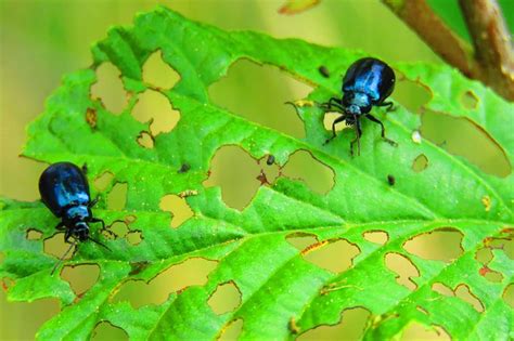 13 common garden pests and how to treat them | loveproperty.com