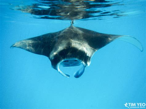 Best Manta Ray Diving in the World - Bluewater Dive Travel