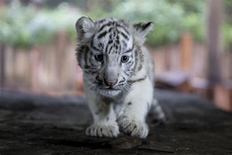 Newborn white Bengal tiger cub - Business Recorder