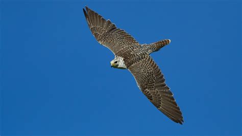 Frozen Fury | 15 Reasons Why Gyrfalcons Rule the Arctic Skies ...