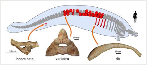 Ancient whale may be heaviest animal ever