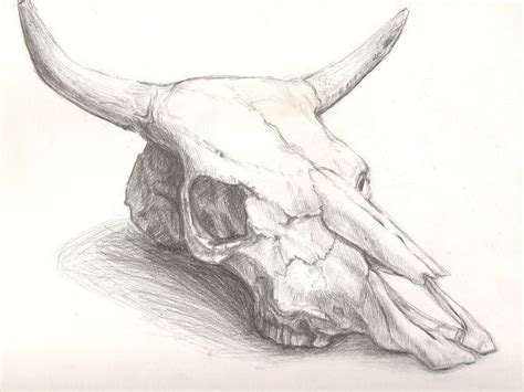 cattle skull drawing | Cow skull art, Skull art drawing, Cow skull tattoos