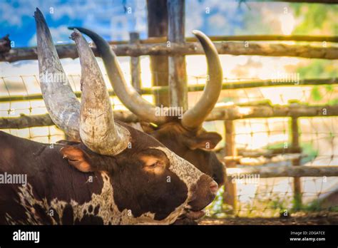 Cute Ankole-Watusi bull with very large horns in the farm. The Ankole ...