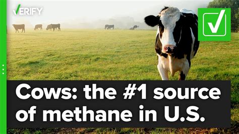 Yes, cattle are the top source of methane emissions in the US ...