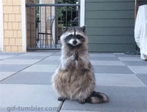 Runner vs Raccoon | TigerDroppings.com