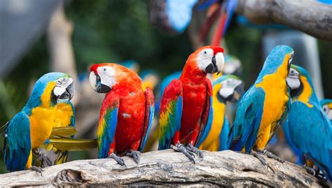 Macaws—Everything You Need to Know About These Giant Superstars