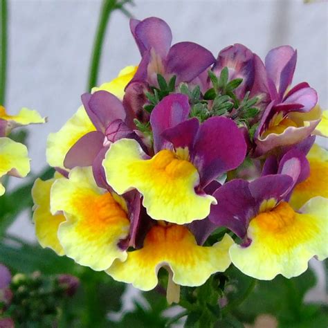 Hayloft Plants 10x Fragrant Nemesia 3cm Young Plants - QVC UK