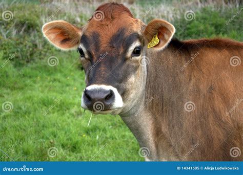 Brown Jersey Cow Royalty Free Stock Photo - Image: 14341505