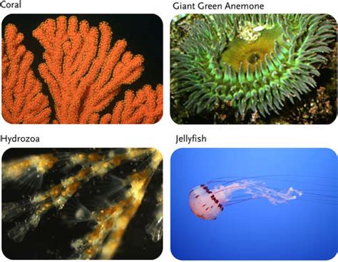 11.5: Cnidarians - Biology LibreTexts