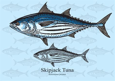 Skipjack Tuna - Fishmasters.com