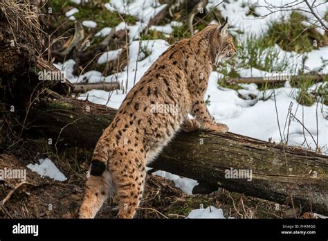 Eurasian lynx (Lynx lynx) hunting and looking for prey in the taiga ...