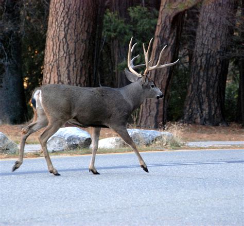 File:Mule deer in Yosemite Valley.jpg - Wikipedia, the free encyclopedia