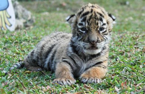 Birth of baby tiger 'Covid' brings hope to Mexican zoo