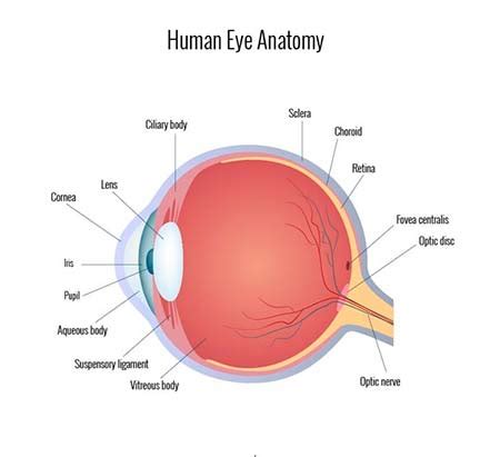 Anatomy of Eye: Parts and Detailed Explanation of Terms