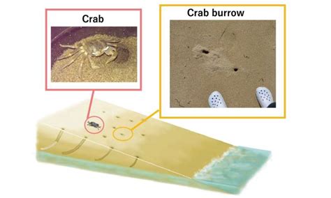 Research reveals secret shared by comets and sand crabs