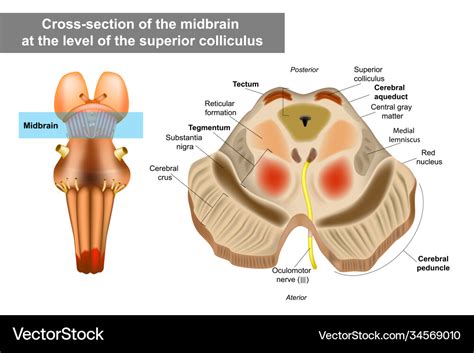 Midbrain or mesencephalon anatomy Royalty Free Vector Image