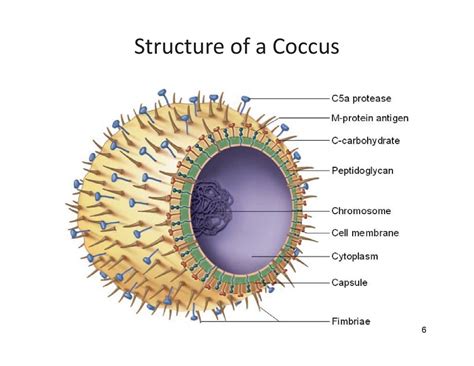 Coccus Bacteria Labeled