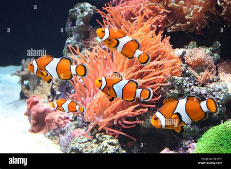 Clownfish In Anemone