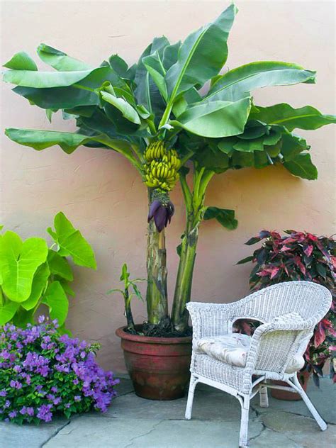 How to Grow Banana Trees | Growing Banana Trees in Pots