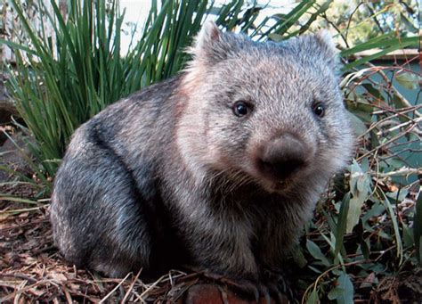 The Critically Endangered Species File: Northern Hairy-nosed Wombat ...