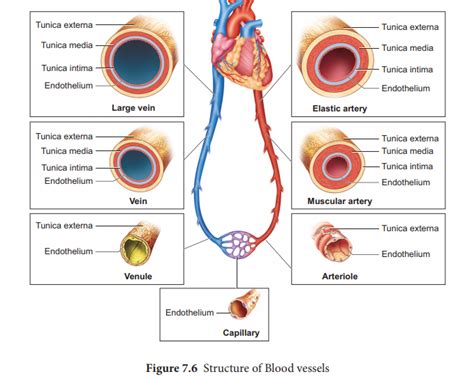 Structure of blood vessels