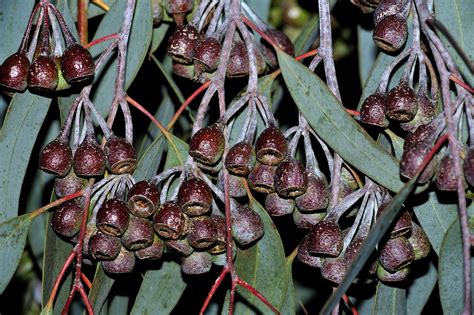 eucalyptus fruit | Rafael CA | Flickr