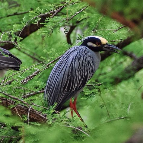 Yellow Crowned Night Heron~Riverwalk~San Antonio, Texas...