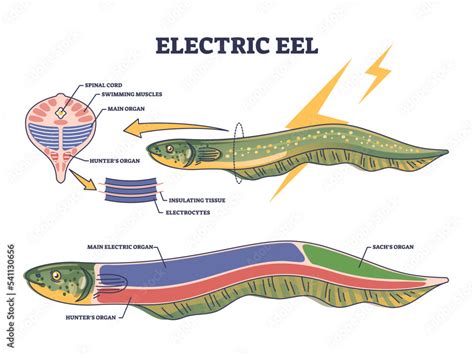 Electric Eel Anatomy