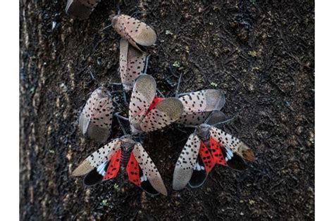 Looming insect invasion threatens California wine and avocados