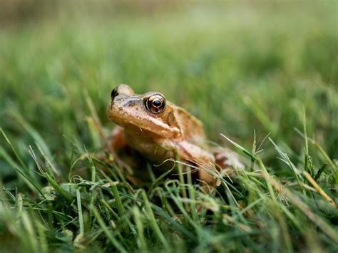 Frog in grass 1416224 Stock Photo at Vecteezy