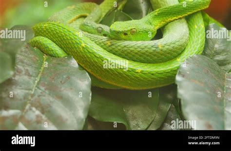 Pit viper conservation Stock Videos & Footage - HD and 4K Video Clips ...