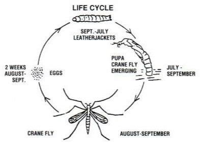 Life Cycle of an Insect