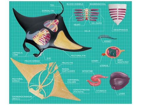 Manta Ray Anatomy Diagram