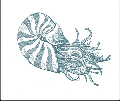 Sea Creature Drawing at GetDrawings | Free download