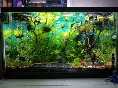 Betta Fish Community Tank - The Community Tank A Betta Fish Story ...