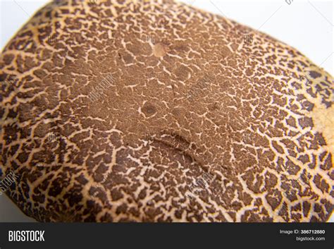 Brown Jersey Cow Image & Photo (Free Trial) | Bigstock