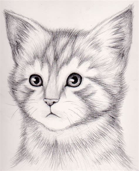 How To Draw A Realistic Cat at Drawing Tutorials