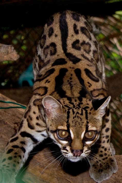 138 best *** OCELOT + MARGAY *** images on Pinterest | Ocelot, Big cats ...