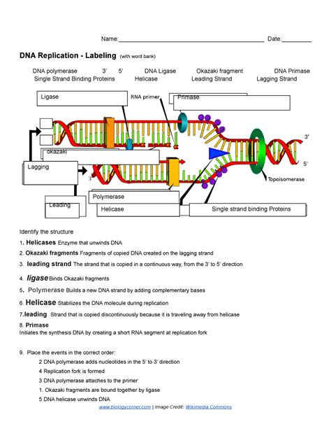 Copy of DNA Replication - Labeling 1 - Name