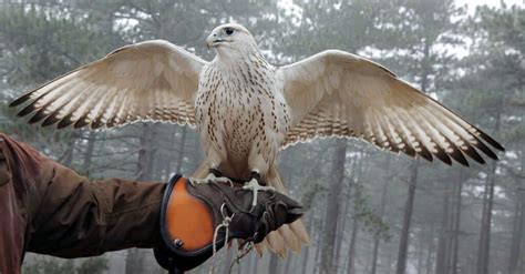 The Gyrfalcon: National Bird of Iceland - A-Z Animals