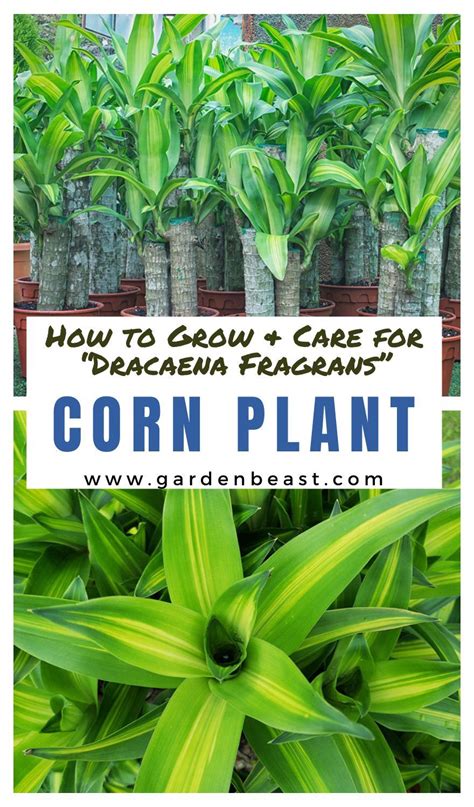 Corn Plant Indoor Care, Corn Plant Care, Snake Plant Care, Indoor ...